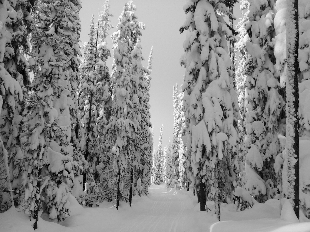 Snowy Trail in Beaverhead Deerlodge National Forest