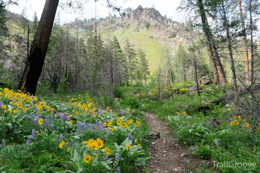 Hiking the Frank Church River of No Return -Wildflowers