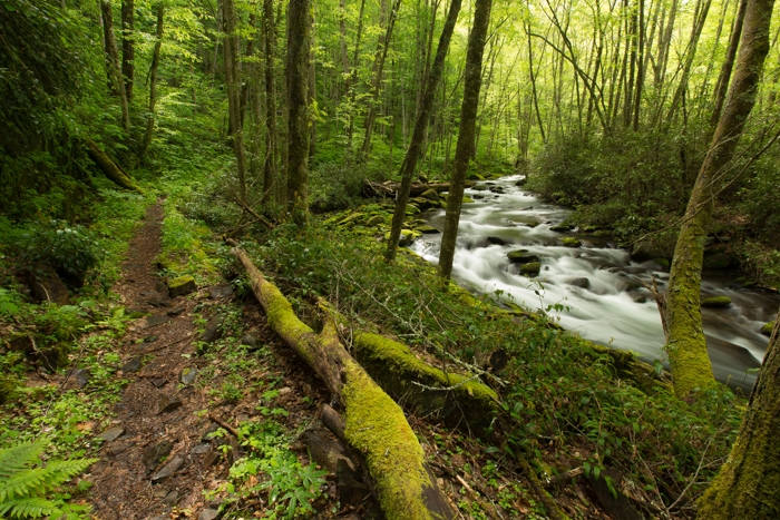 Hiking Goshen Prong - Great Smoky Mountains National Park.JPG