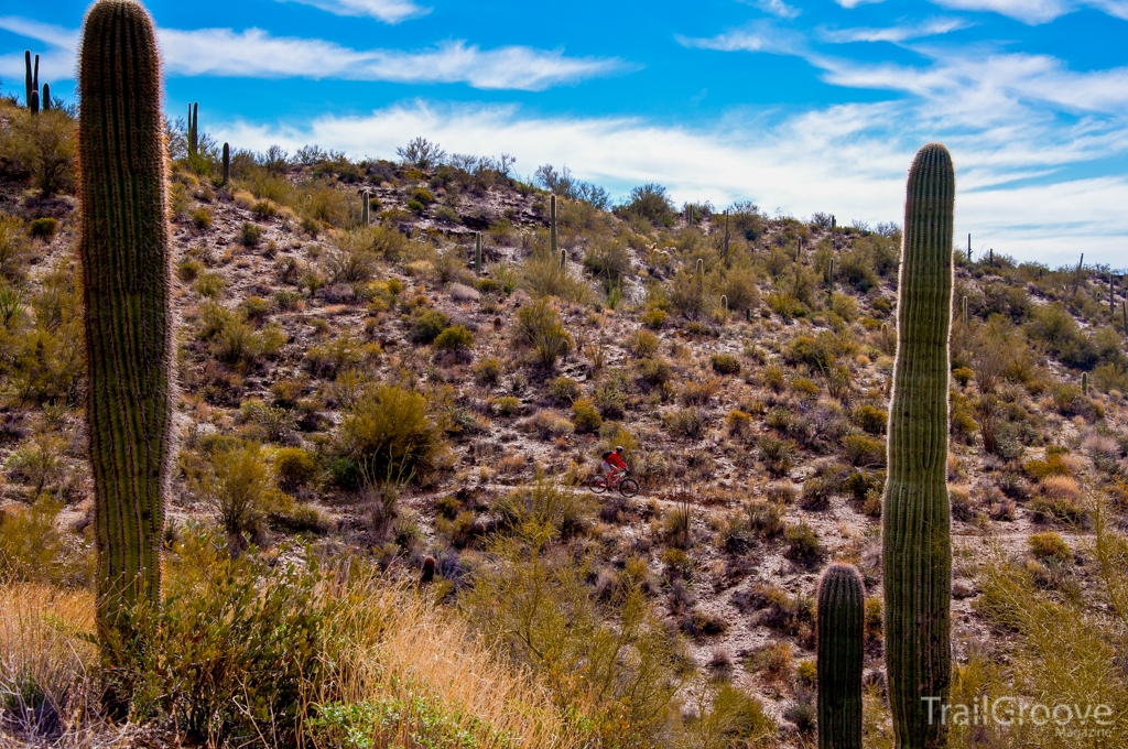 Black Canyon Trail and Saguaro Cacti