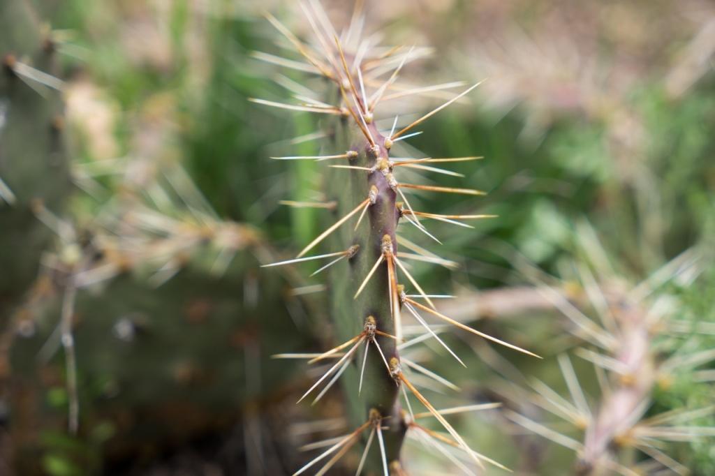 Cactus in Canyonlands