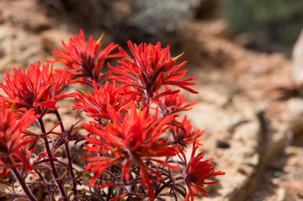 Spring in Canyonlands, Paintbrush
