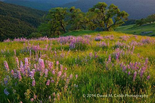 Photo Tips from the Trail - Side Lighting