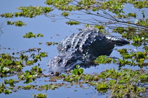 Hiking in Florida