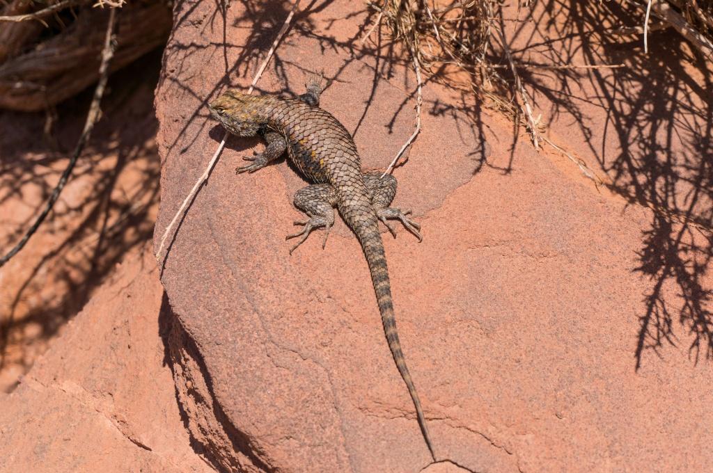 Wildlife Along the Wash 