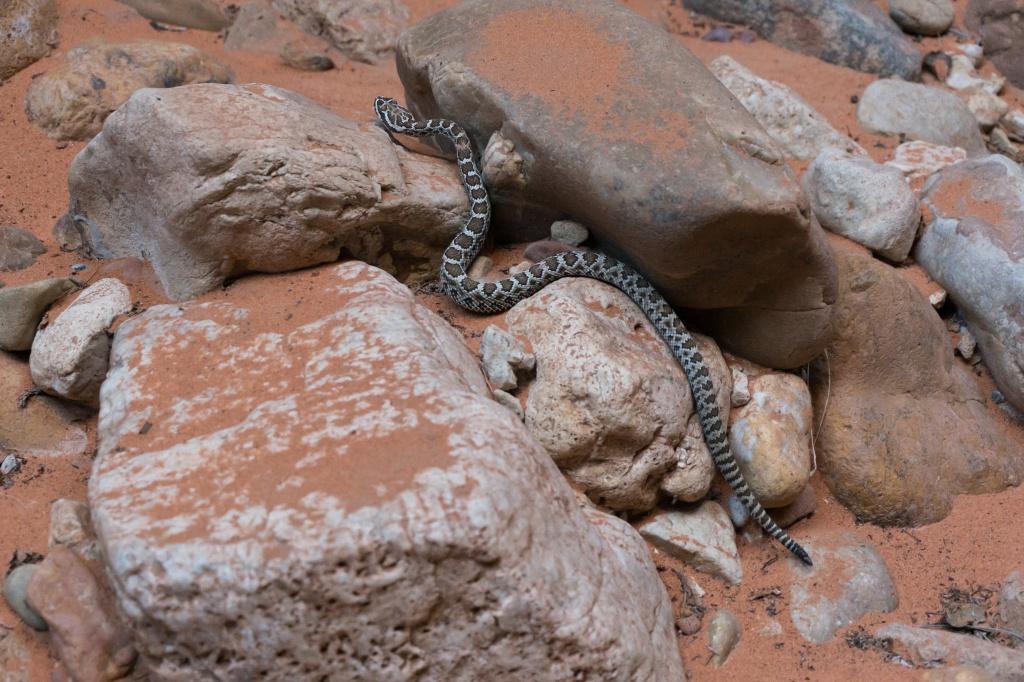 Buckskin Snake