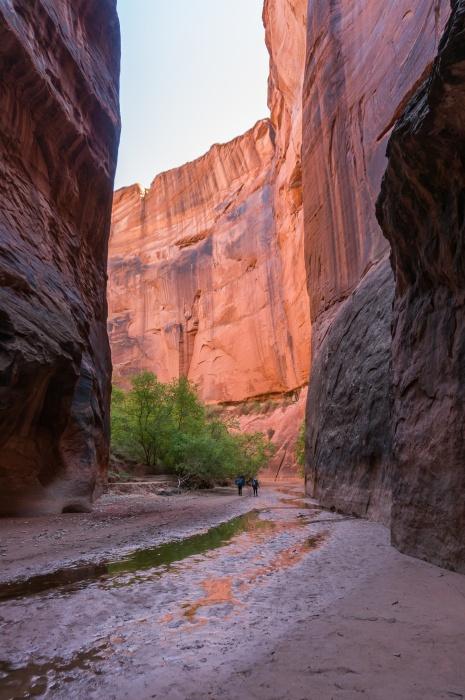 Trees in Buckskin