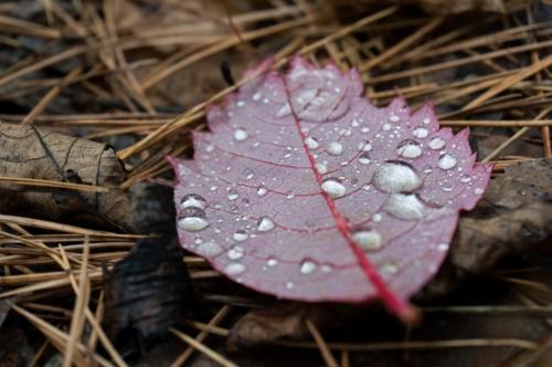 Fall Backpacking Trip Along the Ouachita Trail in Oklahoma