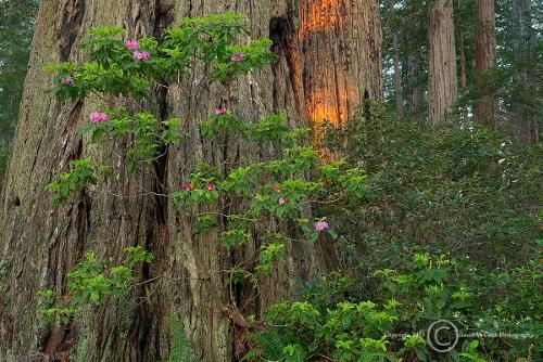 Tips for Photographing Trees While Hiking