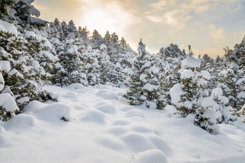 Winter Snow - Foothills of Wind River Range