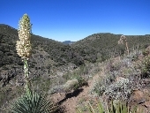 Noble Canyon Backpacking in California.jpg