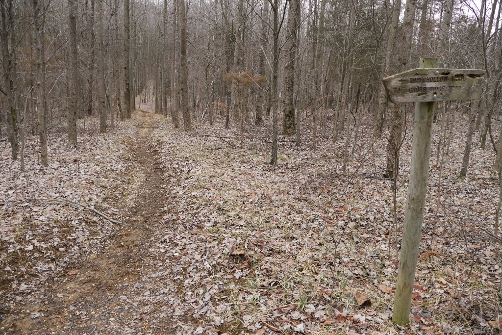 Grubb Ridge Trail Deam Wilderness.jpg