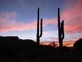 Organ Pipe Monument.jpg