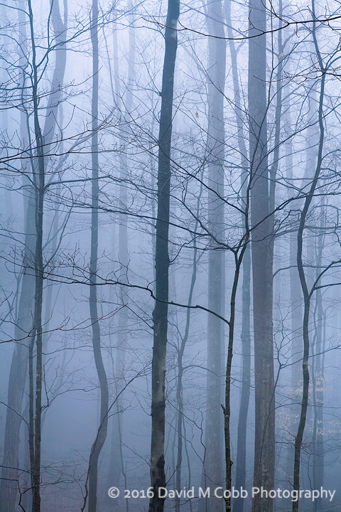 Forest Fog Great Smokies NP_TG_DC_web.jpg