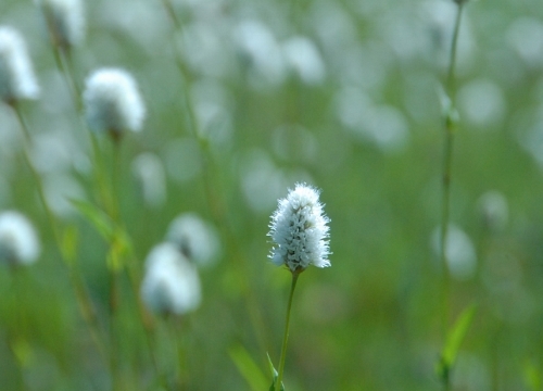 Wildflowers along the Pacific Crest Trail.jpg