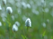 bistwort - wildflowers.jpg