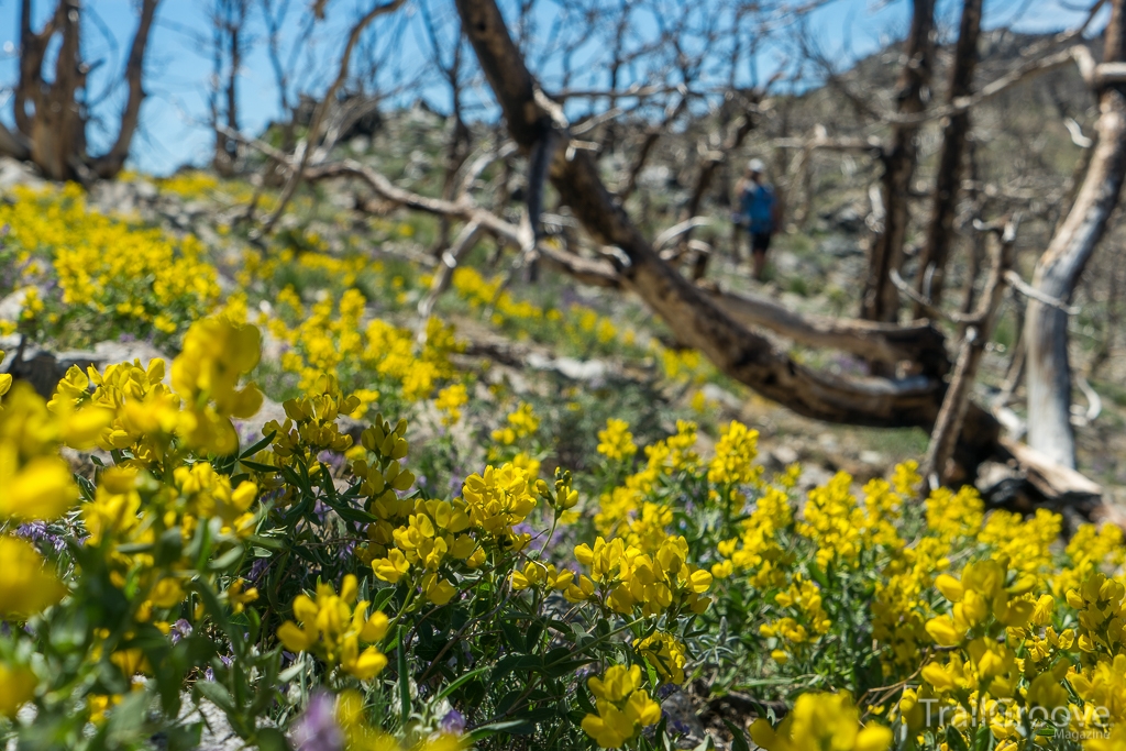 Ferris Mountains Fire - Burn Area and Wildflowers