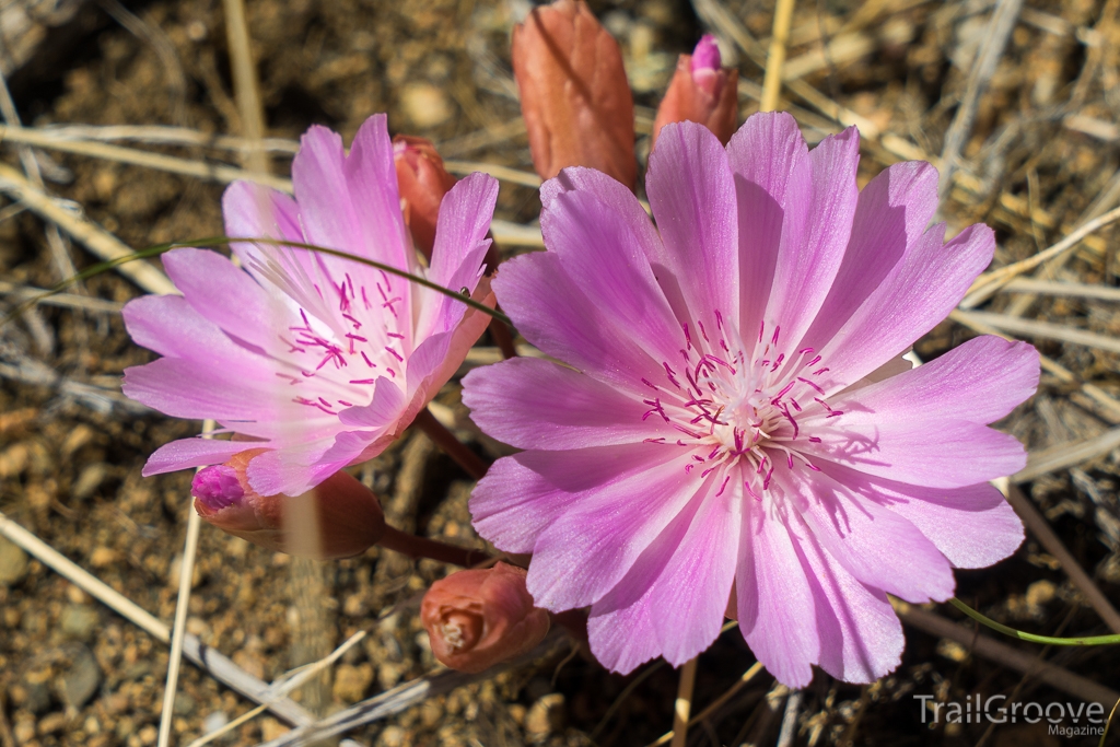 Spring Hiking in the Ferris Mountains WSA