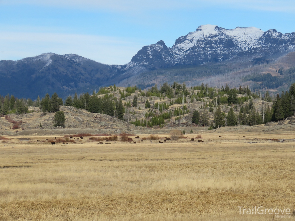 Herd of Bison Near Trailhead in Yellowstone.JPG