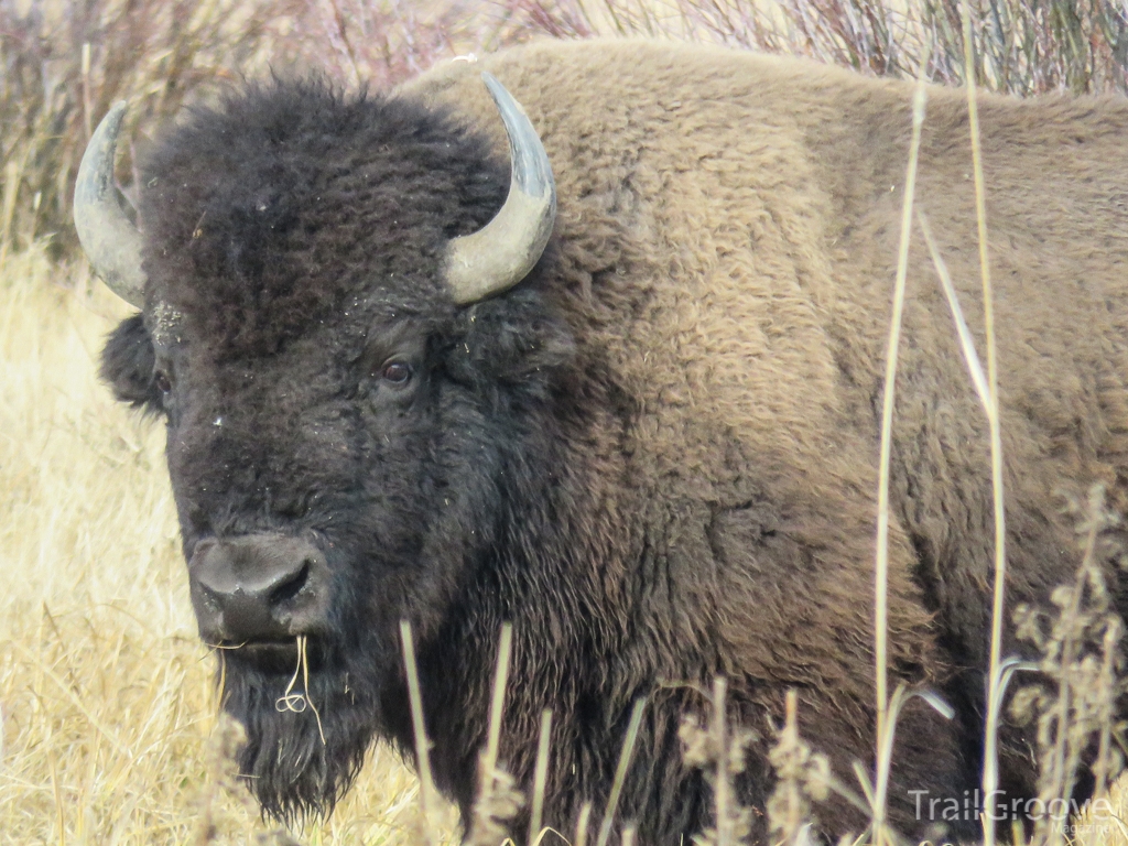 Yellowstone Buffalo