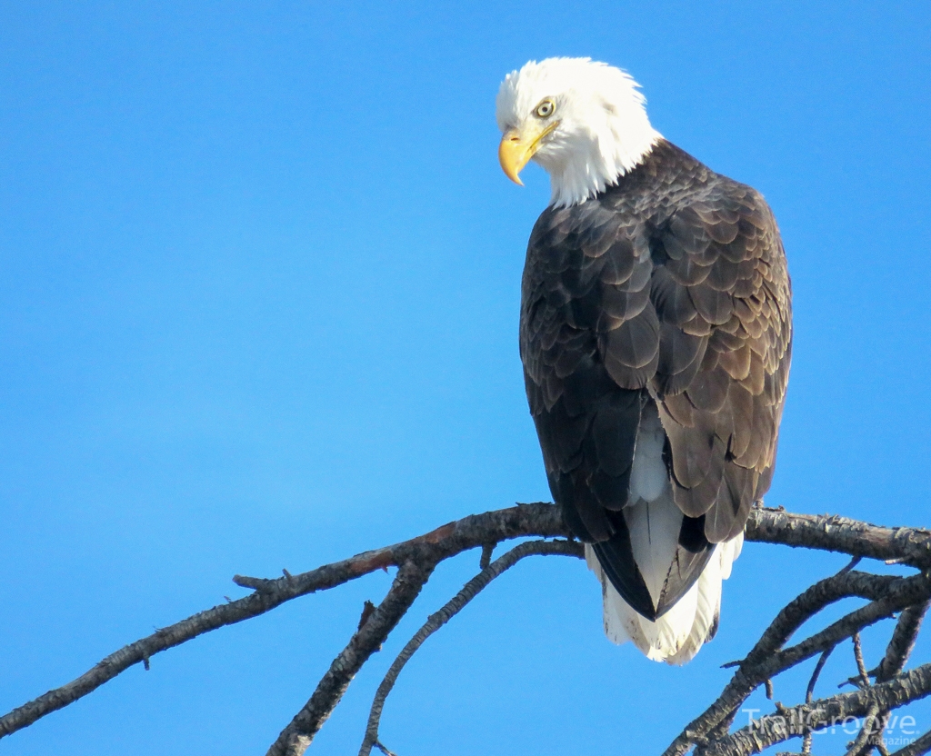 Bald Eagle Fishing in Yellowstone