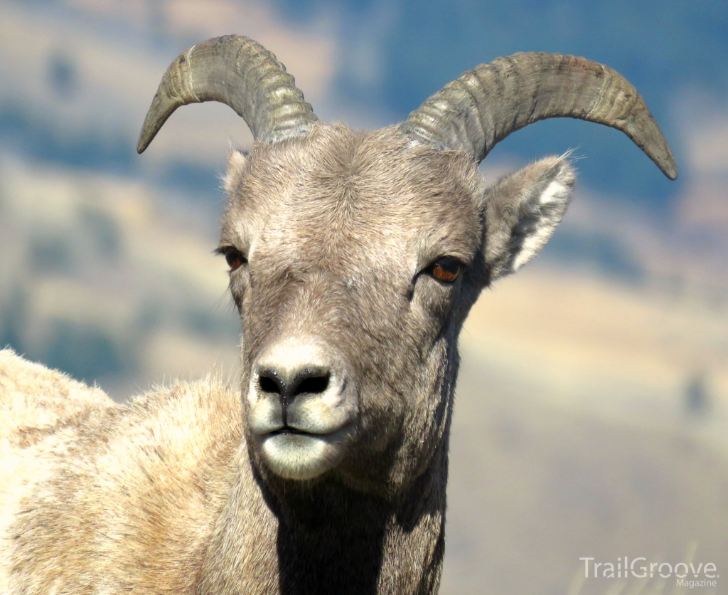 Bighorn Sheep in Yellowstone