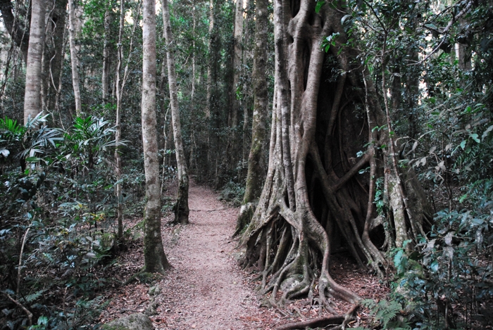 Hiking in Lamington National Park, Australia.JPG