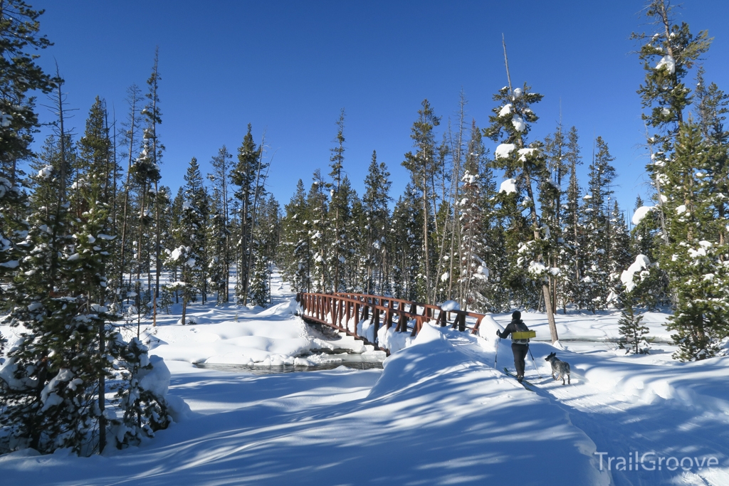Cross Country Skiing in Lodgepole Pine Forest
