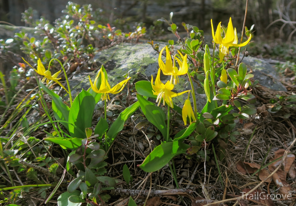 Spring Hiking and Wildflowers, Bitterroot Mountains