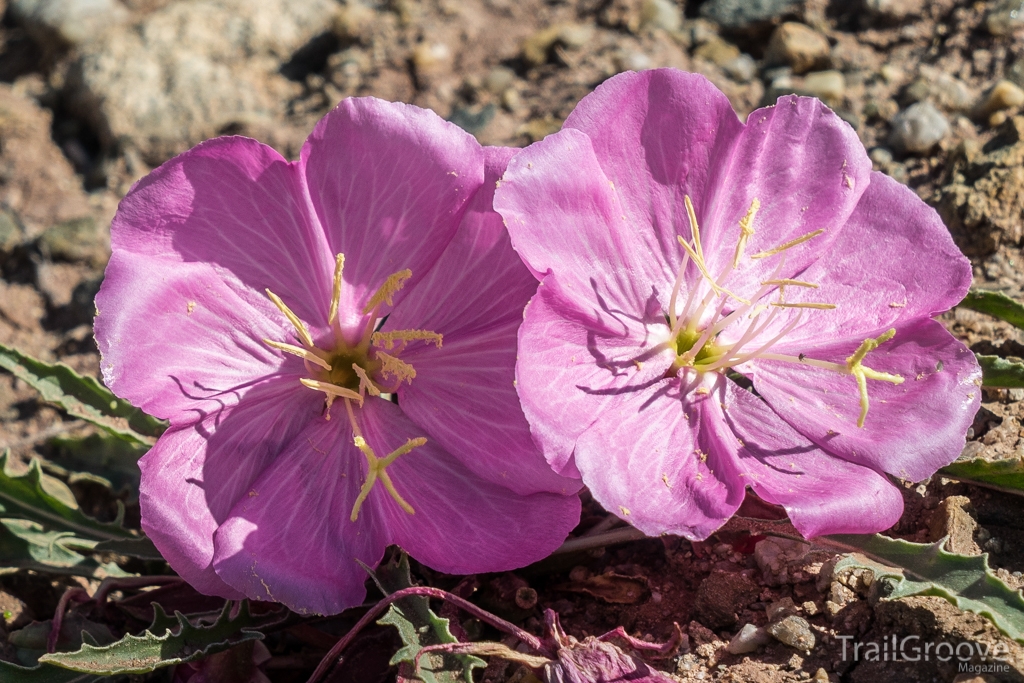 Spring Wildflowers in the Wyoming Desert - Primrose