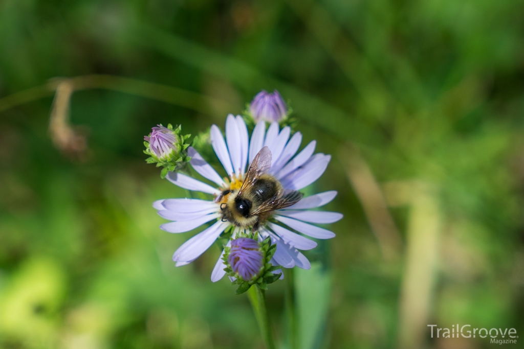 Summer Wind River Wildflowers