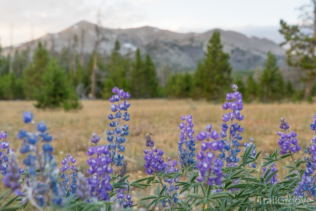 Hiking in the Wind Rivers and Summer Lupine
