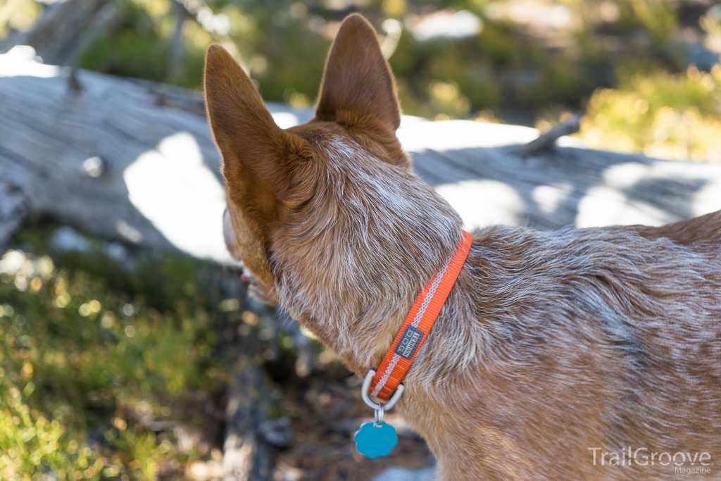 HIking Dog Blaze Orange Collar for Hunting Season