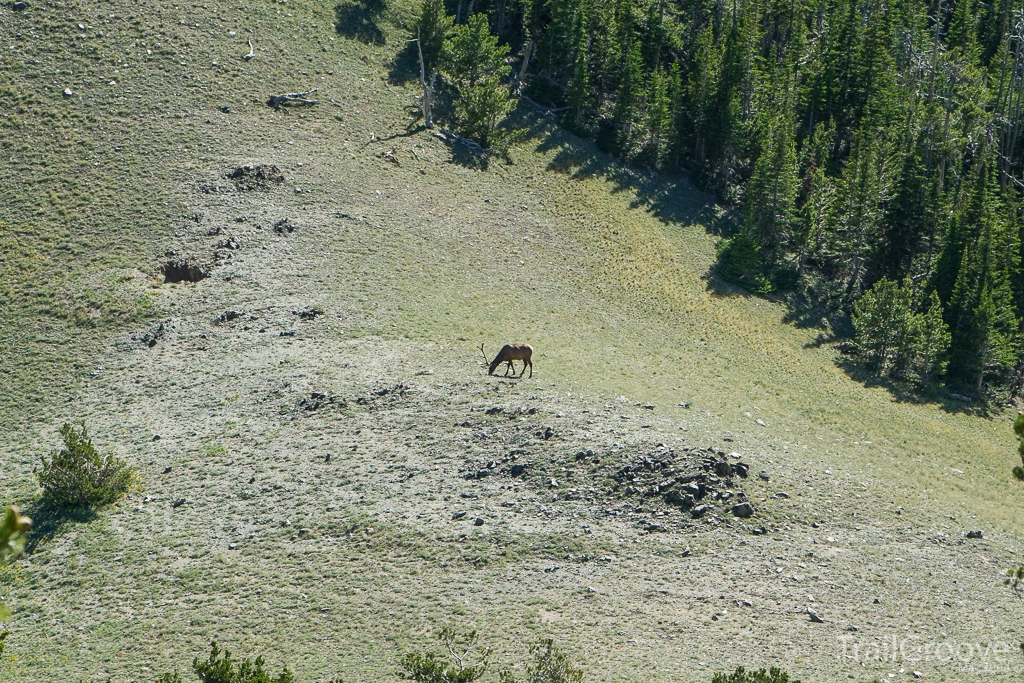 Elk Grazing as Seen While Hiking During Hunting Season