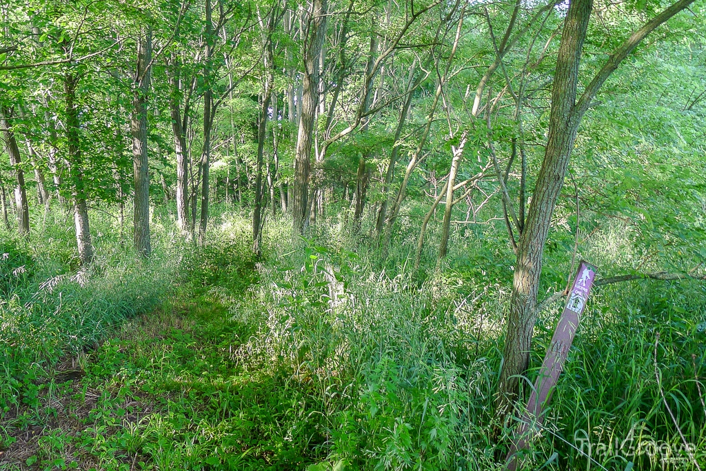 Hiking Trail During Tick Season