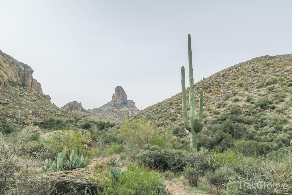 Cactus Along the Trail in the Superstition Mountains