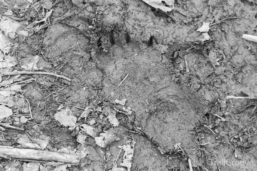 Black Bear Tracks - Porcupine Wilderness Michigan