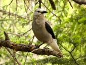 grey jay.JPG