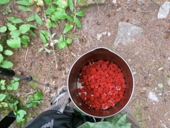 Thimbleberries.JPG