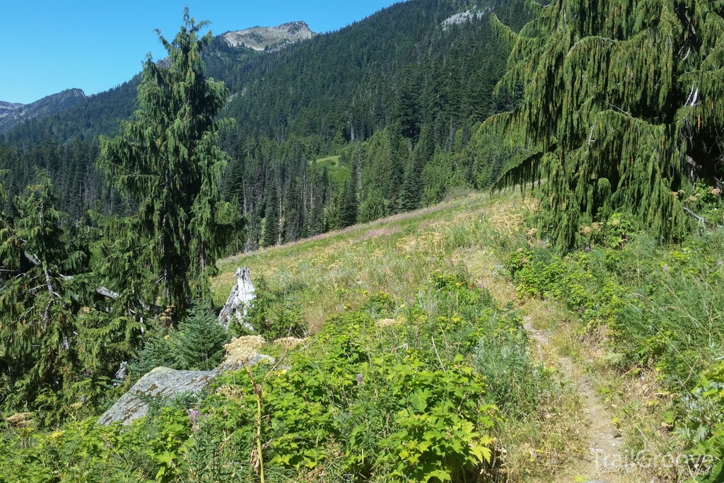 Hiking Trail in Olympic National Park