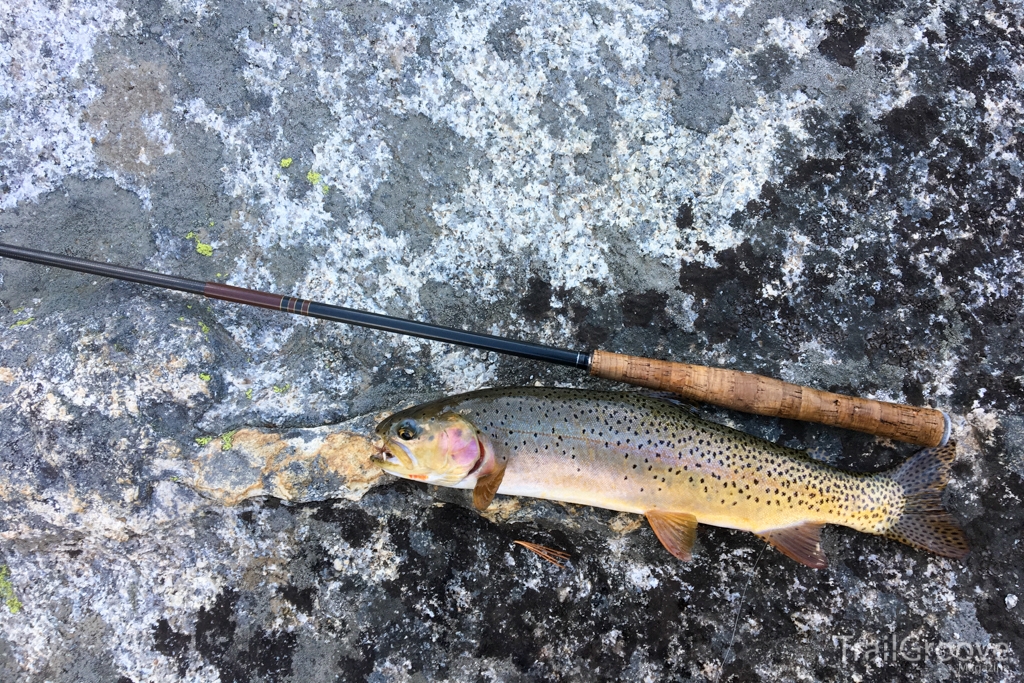 Cutthroat Trout and Fishing in the Pioneer Mountains