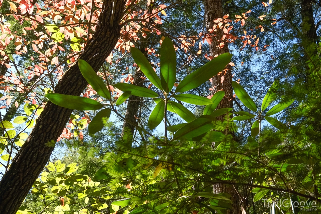 Hiking in Daniel Boone National Forest