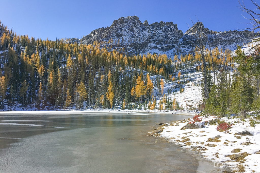 The Larch Tree of the Northern Rockies - Hiking in Search of