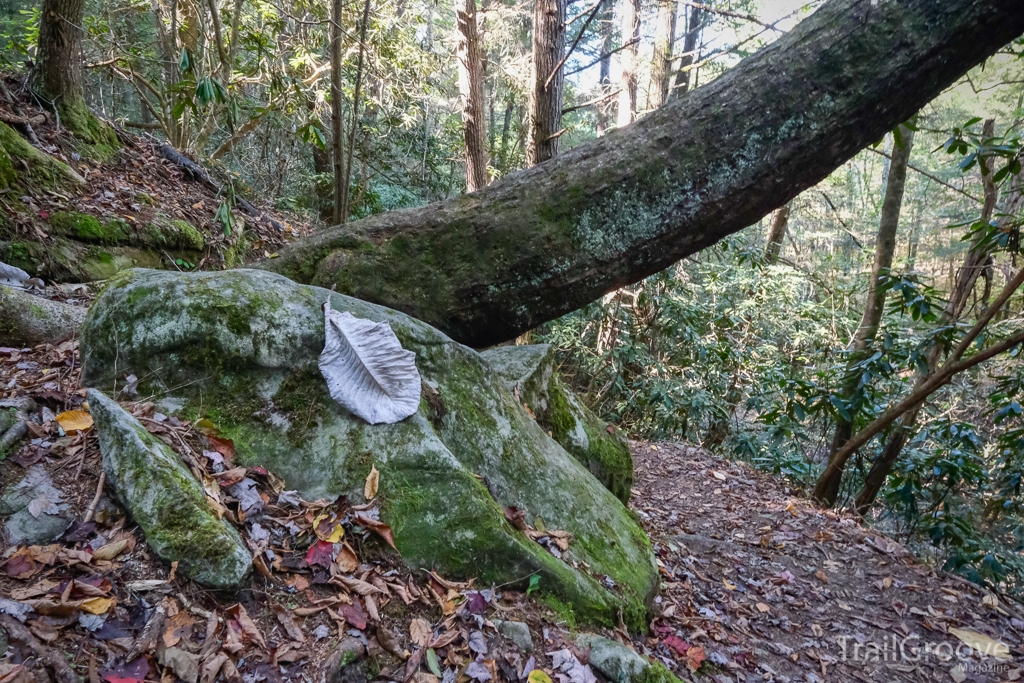 Big Leaf Magnolia Trees along the Hiking Trail