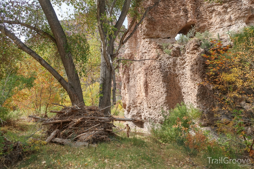 Flood Debris Among the Trees of Aravaipa