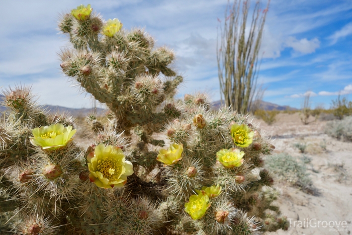 Backpacking the Desert Trail