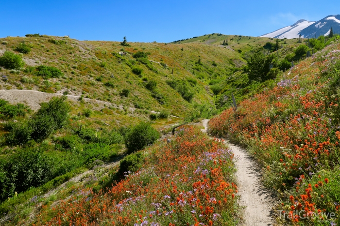 Trail Tip 46 - Peak Wildflowers and Hiking