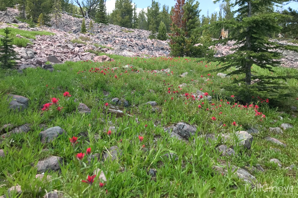 Wildflowers - Hiking Beaverhead-Deerlodge