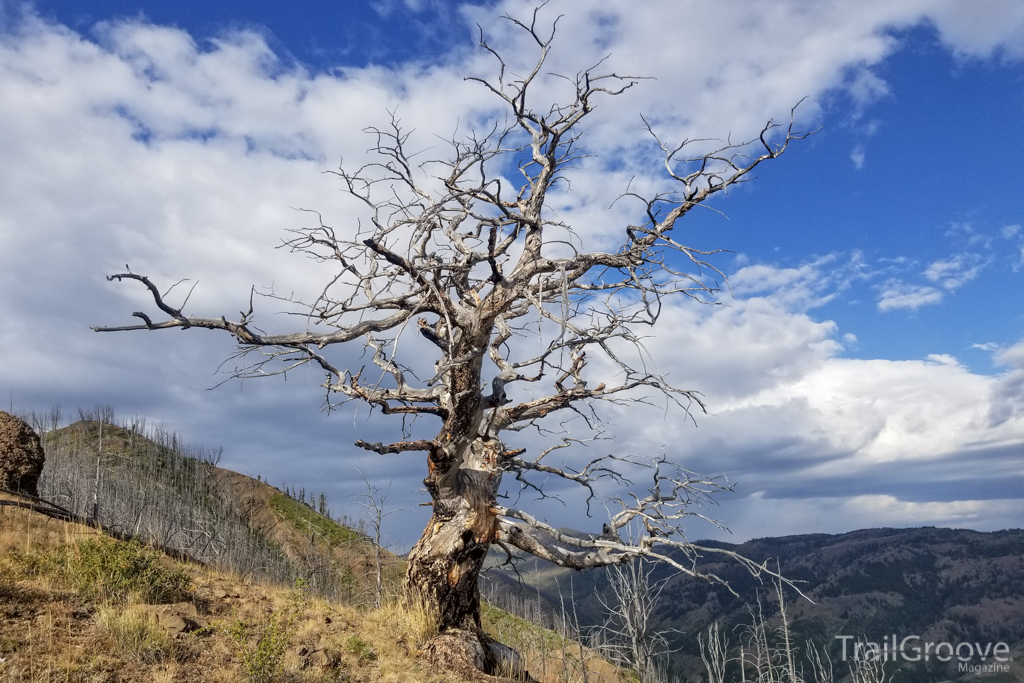 Blue Skies and a Burn Area - Backpacking Around Greater Yellowstone