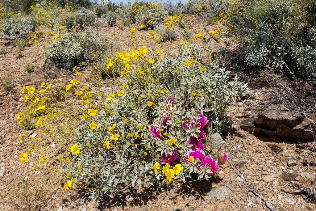 The Route in Between, on the Trail in Arizona